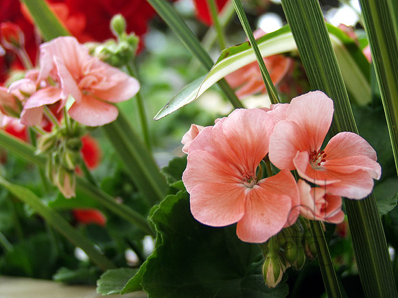 Flowerbox
