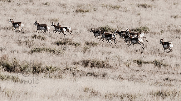 On the Run