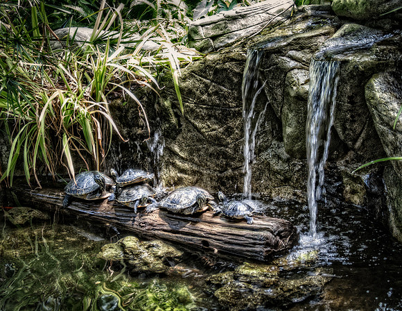 Turtle Haven