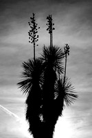 Joshua Silhouette