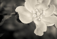 Le Creme Rose