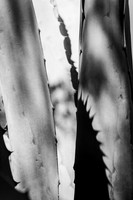 _MG_2497-Edit-Edit