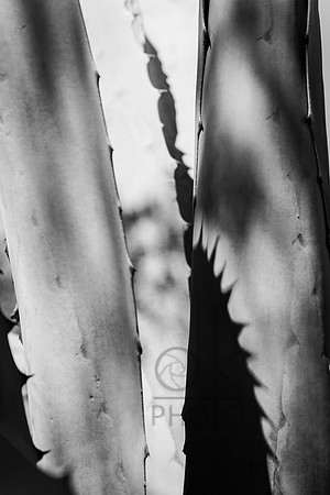 _MG_2497-Edit-Edit