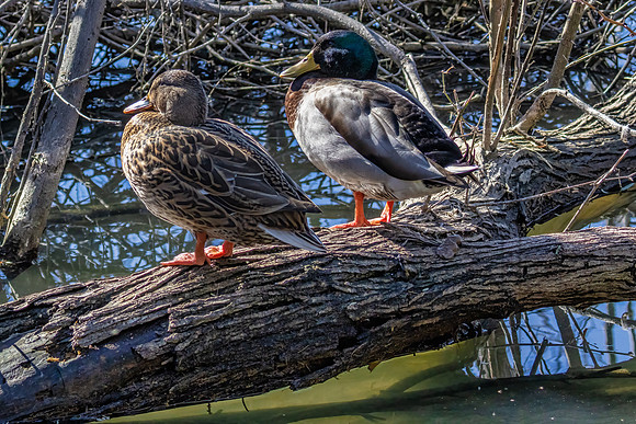 1J1A0348-Edit