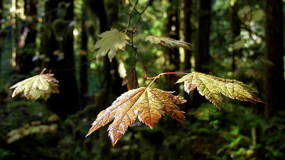 Floating Leaves