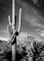 _J1A4621-Edit-1