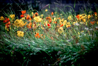Wildflowers