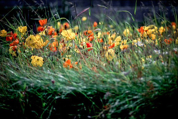 Wildflowers
