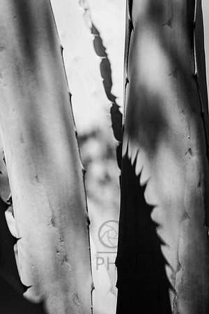 _MG_2497-Edit-Edit