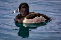 BB4A4090-Edit-Edit