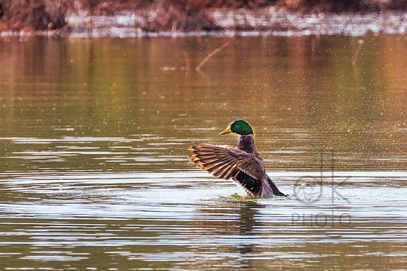 BB4A4128-Edit-Edit