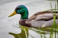 BB4A4140-Edit-Edit-Edit