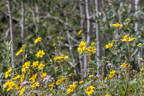 _J1A5452-Edit