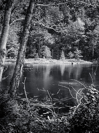 Woodland Pond
