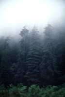 Redwoods in the Mist