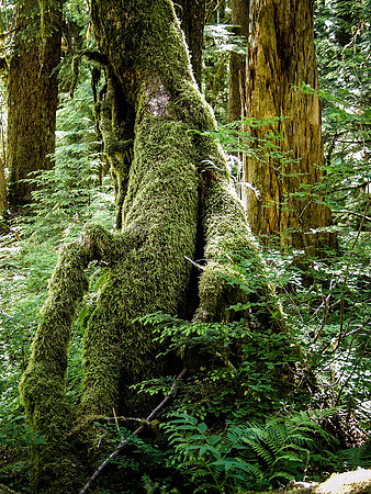 A Coat of Green