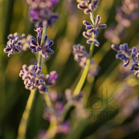 _J1A5098-Edit