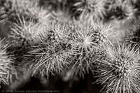 IMG_5620-Edit