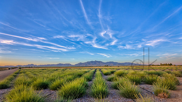_J1A5173-Edit-Edit-Edit