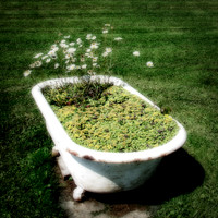 Tub Daisies