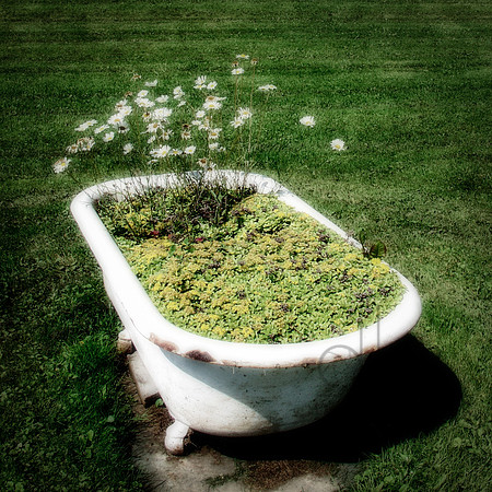 Tub Daisies