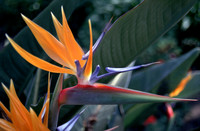 Bird of Paradise