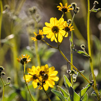 1J1A0228-Edit