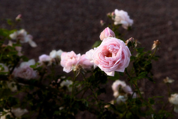 _J1A5108-Edit