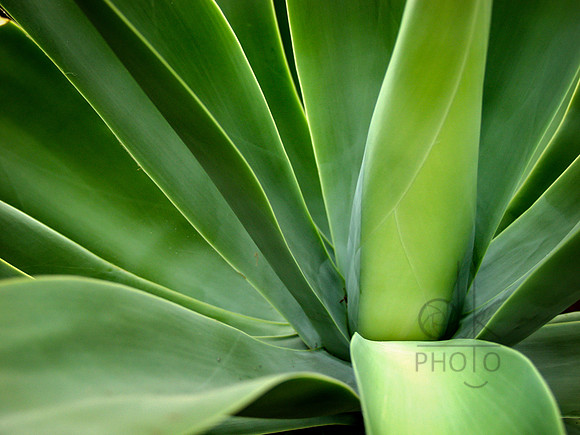 Agave