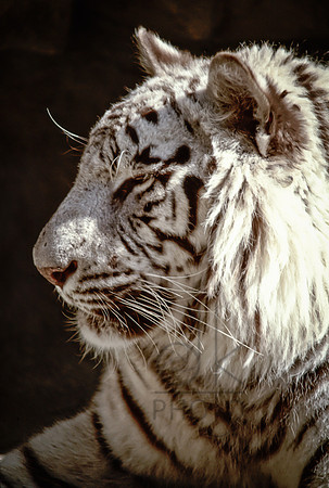 White Tiger