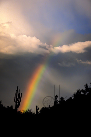 Saguaro Rainbow