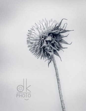 IMG_2607_HDR-Edit