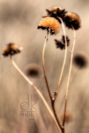 Blowin' in the Wind
