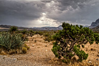Desert Floor