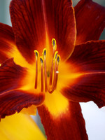 Day Lilly