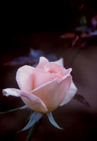 Dawn Rose