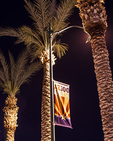 Palms at Night