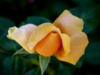 Apricot Rose